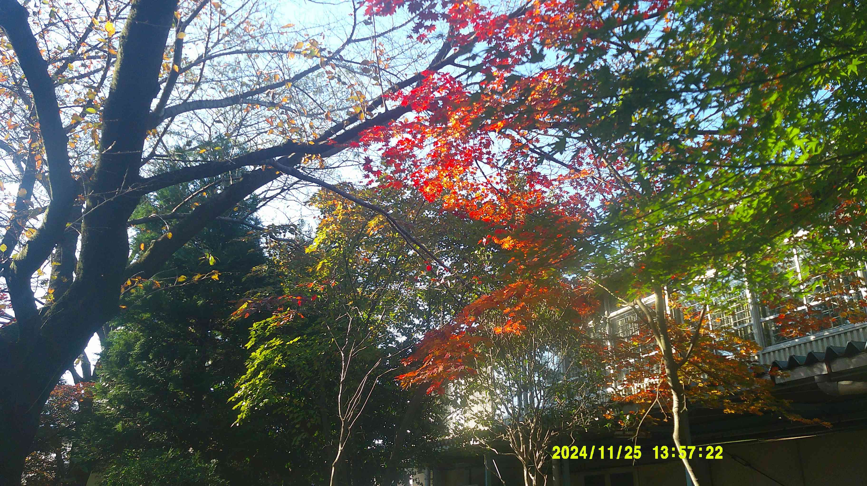 DSCF0653
