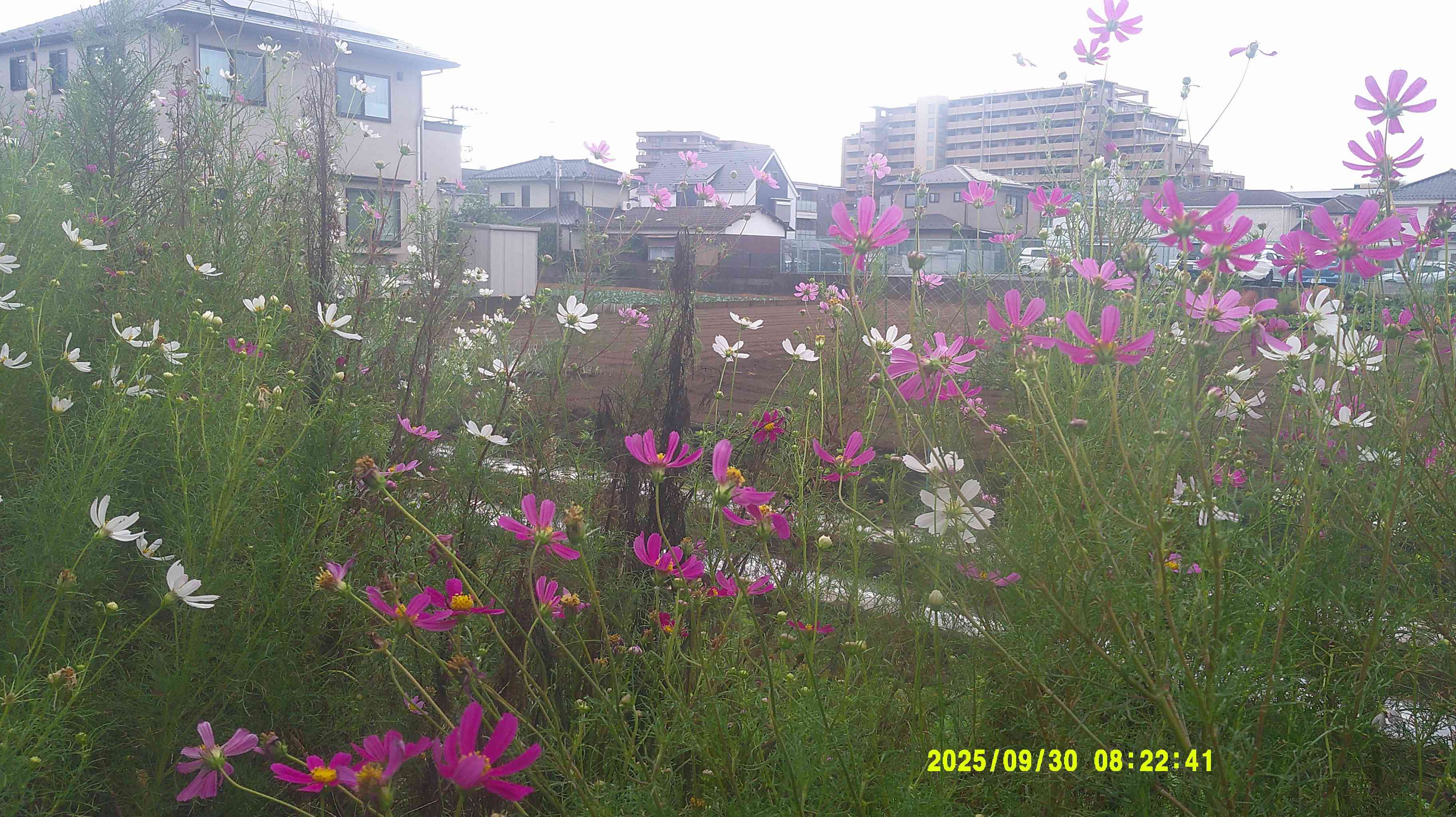 DSCF0828